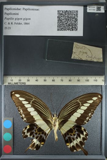 Media type: image;   Entomology 171362